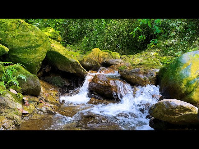 Forest Stream Sounds – Nature’s Healing Melody to Relax Mind & Spirit, Relieve Stress & Sleep Well