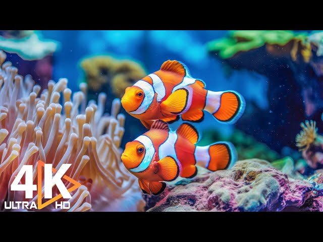 Aquarium 4K VIDEO (ULTRA HD) 🐠 Colorful Coral Scenes & Calming Sounds for Relaxation