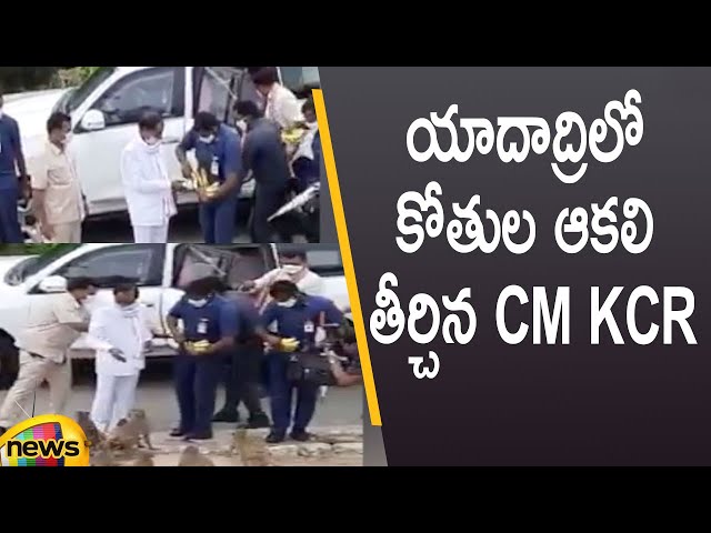 CM KCR Feeding Bananas To Monkeys At Yadadri | Telangana Latest Updates | Mango News