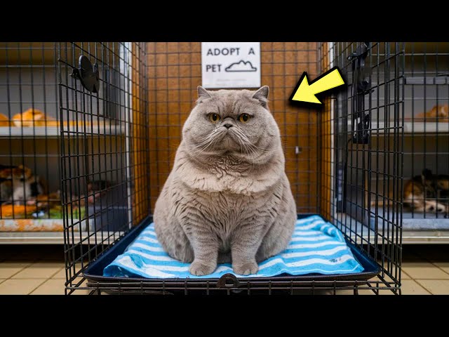 A Giant Cat Was Abandoned In A Shelter  And After A Few Months, The Unthinkable Happens!