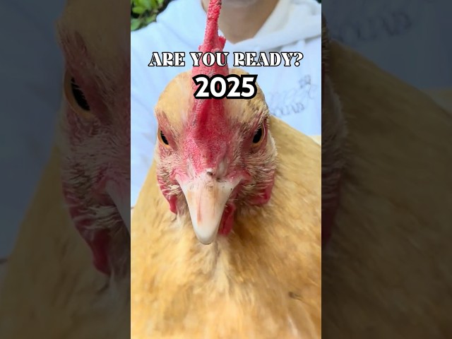 HAPPY NEW YEAR FROM MY CHICKENS