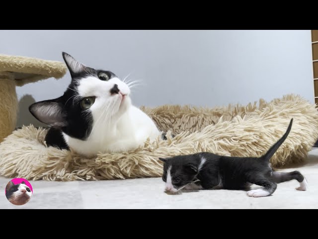 The first meeting between a baby kitten and miracle older cat Mu was filled with kindness and love