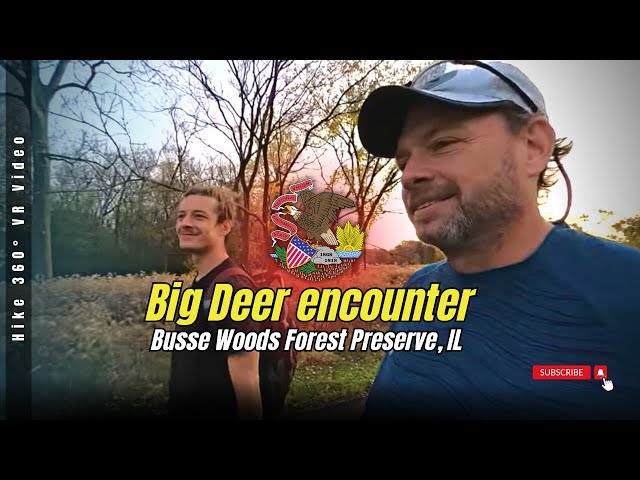 Busse Woods Forest Preserve, IL - Big Deer encounter (Hike 360° VR Video)