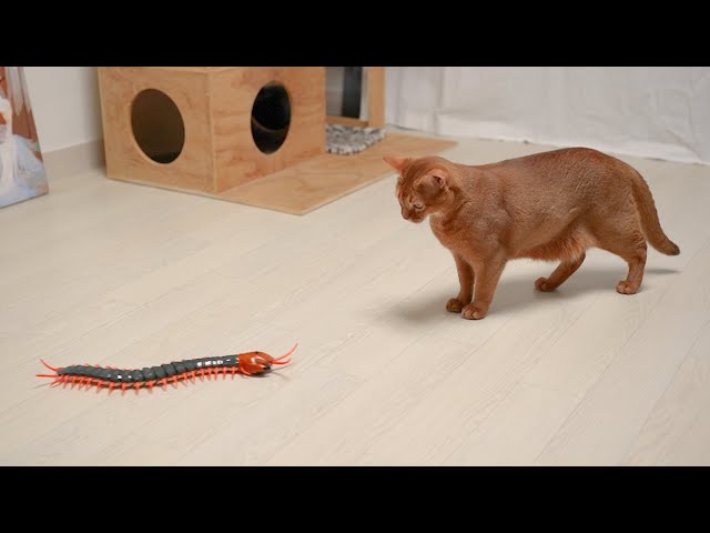 Cats vs Giant Centipede | Cats' Reaction