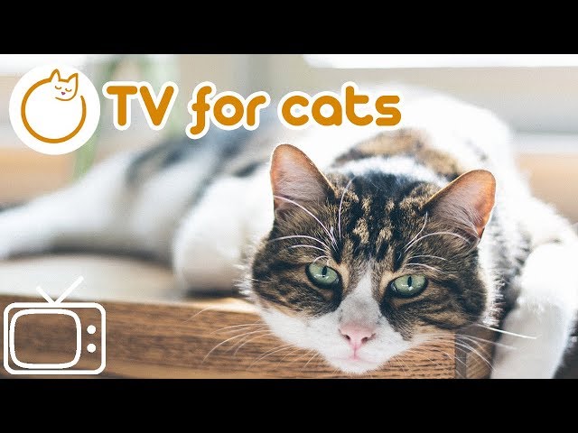 Cat TV - Best interactive bird footage to calm down and relax your cat!