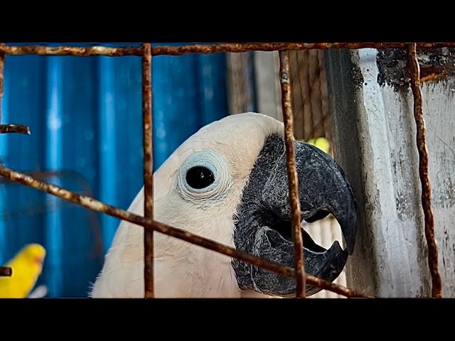 Parrot Talking at Mong Rithy Zoo #monkey #zoo #naturalanimals808 #parrot #parrottalking