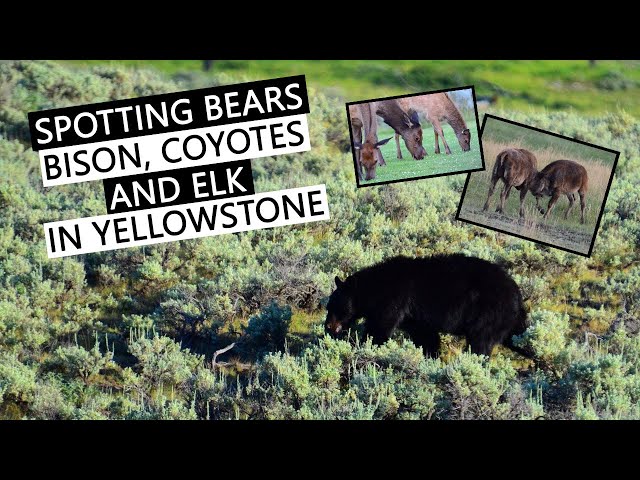 Yellowstone Lamar Valley wildlife, spotting bears, bison, coyotes, elk + Boiling River wild swimming