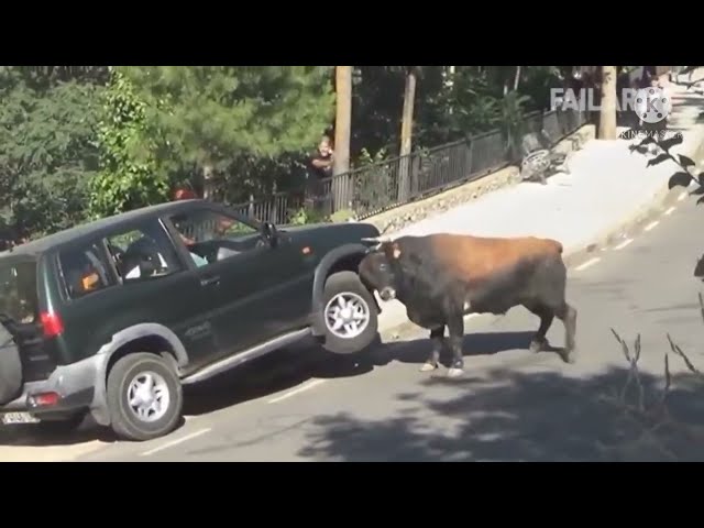 Funny animal videos 2022🤣😂😂#short