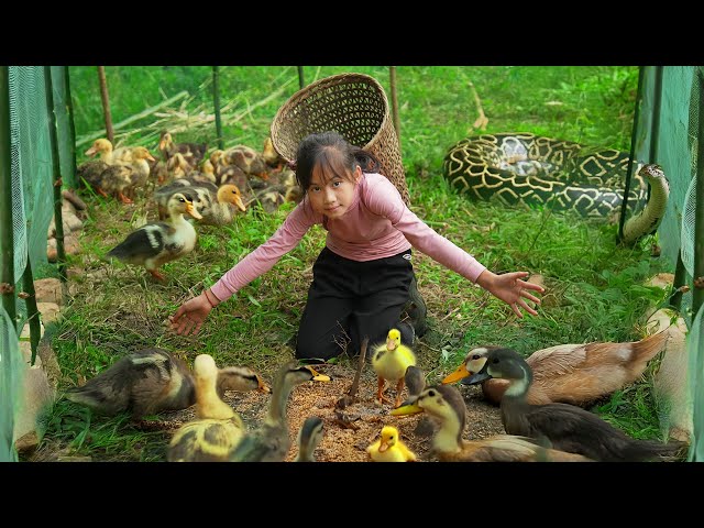 Poor Girl Builds a Strong Fence to Help Ducklings Escape The Dangers Outside, The Harsh Life Outside