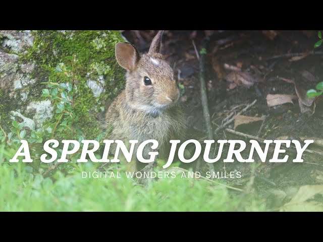 A Spring Journey