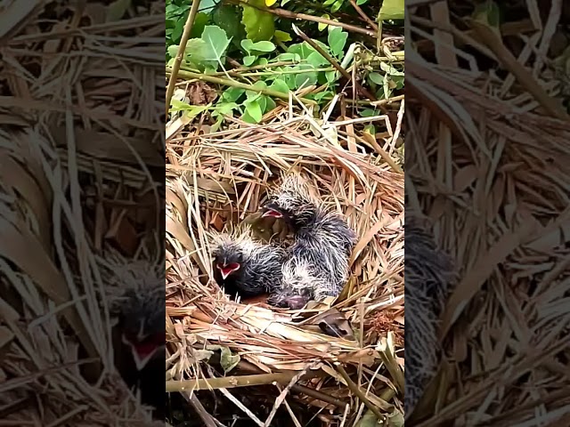 Greater coucal chicks wait for their mother in the nest 3