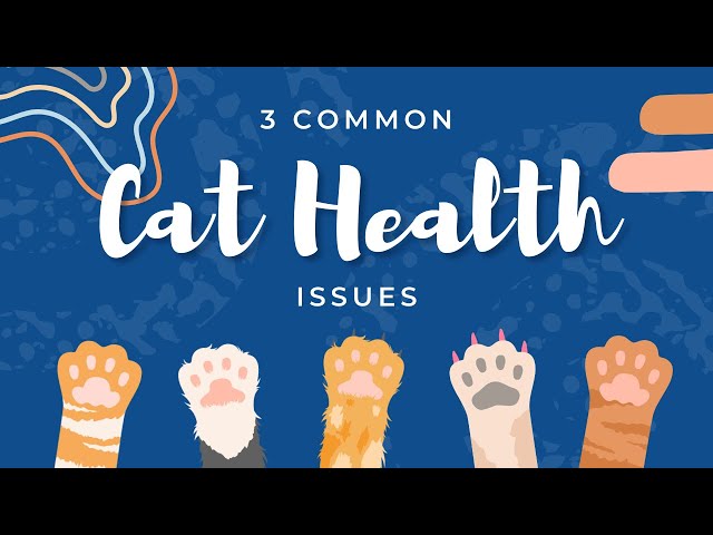 3 Common Cat Health Issues - Cat Care #Shorts