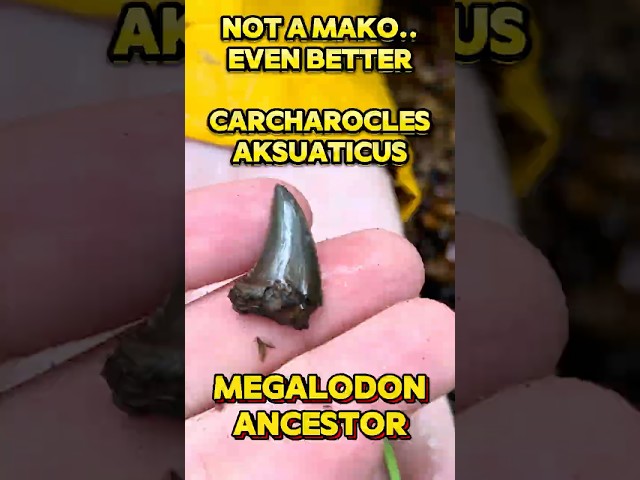 Megalodon Ancestor First Tooth Of The Day! Fossil Hunting New Jersey Creeks! #megalodon #fossilhunt