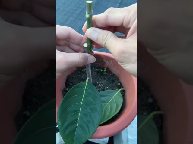 Citrus, lemon, orange, mandarin grafting  Tree grafting technique # 91