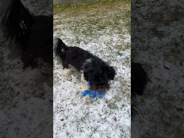 AMAZING DOG HAVANESE WANTS TO PLAY HIS TOYS IN THE SNOW #short #havanese