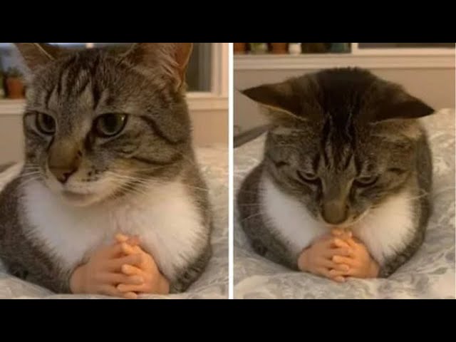 Funny cat videos 2024 | Funny animal videos | cats fail moments 2024 | try not to laugh