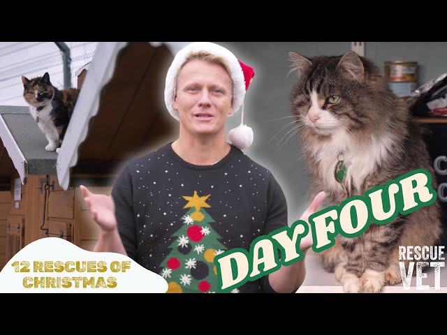 Spending Christmas at the Cat Retirement Village | DAY 4: 12 RESCUES OF CHRISTMAS