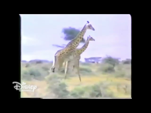 The Animal Alphabet (1985) on Disney Channel