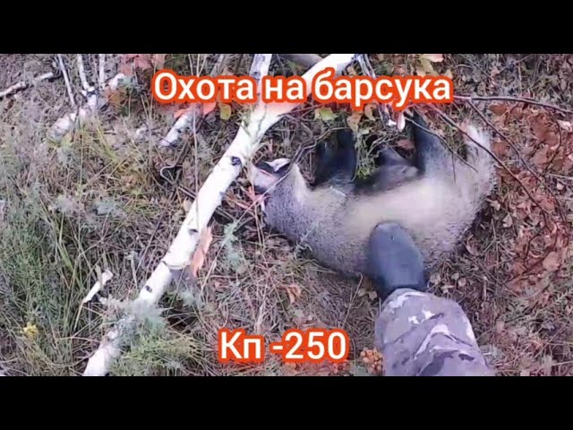 Охота на барсука , осень 2022г... установка кп 250 на тропе..