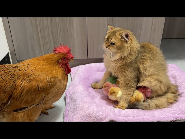 When the hen bullied the cat, a group of chicks bit the hen.The funniest animals in the world!cute