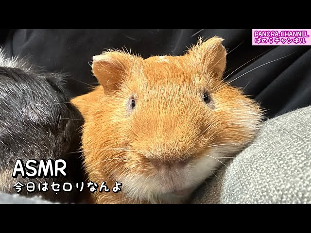 【ASMR】Guinea pig eating celery - chewing sounds. Very good sound.PANORA.CHANNEL