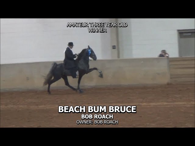 BEACH BUM BRUCE   2024 UPPER CUMBERLAND WALKING HORSE SHOW