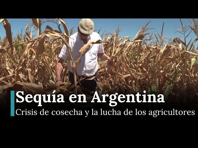 Sequía en Argentina: Hojas marchitas indican un golpe mayor a la cosecha de soja y maíz | AF12