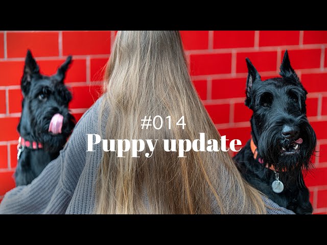 Puppy Daily Routine & Training Progress  | Ep. 14 | Life with Giant Schnauzers