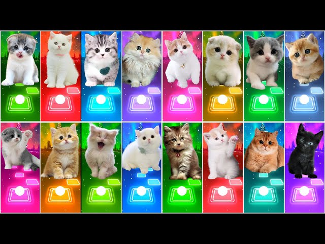 ALL CUTE CATS PT.2 - IMAGINE DRAGONS - WAKA WAKA - BTS - BLACKPINK - SAVAGE LOVE- MAROON 5 TILES HOP