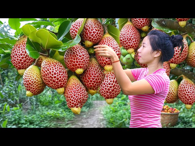 Harvesting Giant Tropical CA CHUA Fruit Hybrid Lychee Go To Market Sell | Harvesting Farm Produce