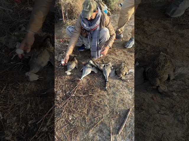 The Pursuit of Pintails and Gadwalls: A Waterfowl Adventure #birdhunter #hunting #birds #duck