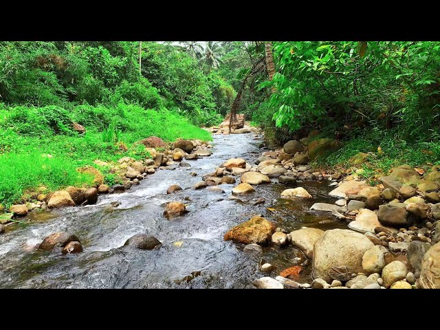 Whispers of Tranquil Flow: Calming Stream and Gentle River Sounds for Inner Calm & Rest