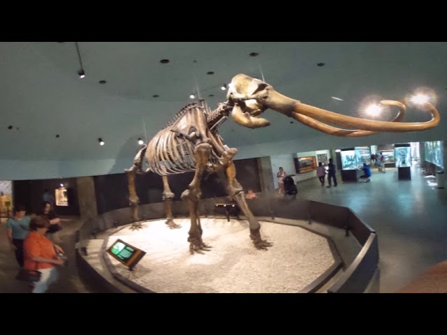 La Brea Tar Pits in 360 VR