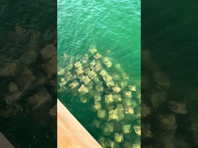 Nature's Ballet: School of Cow Nose Rays in the Wild