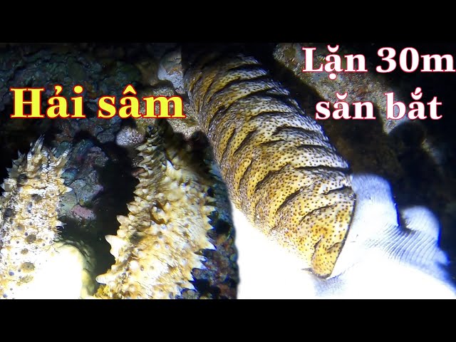 Paracel Diving 30m Hunting All Kinds of Sea Ginseng | Mr. Diver Vlog #11