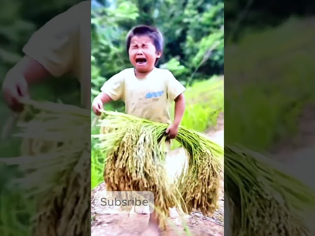 Amazing Rice Planting Technique That Will Blow Your Mind! #shorts #agricultural #farmer #technique