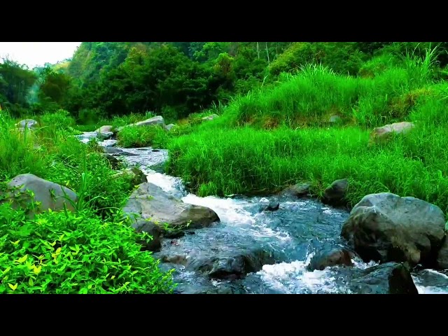 Babbling Brook, Creek Sounds, Water Stream Relaxing Nature Sounds Stress Relief, Study, Deep Sleep