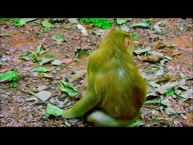 monkey funny video, bibi is very hospitable, cute baby monkey, monkey funny video