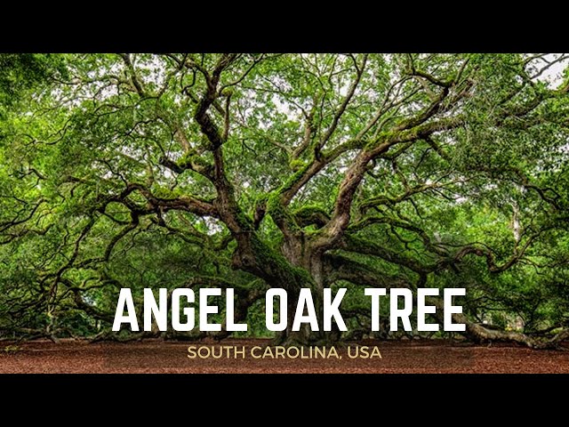 Visiting ANGEL OAK TREE in Charleston, SC - One of the Most Beautiful Tree in the World.