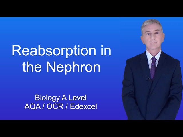 A Level Biology Revision (Year 13) "Reabsorption in the Nephron"