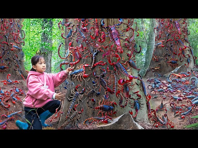 Harvesting Giant Primitive Red Scorpion and Go to Market Sell | the world's most venomous reptile