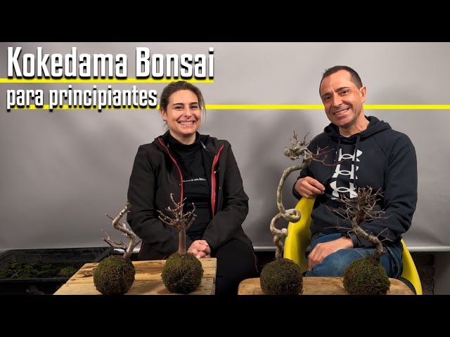 Kokedama Bonsái para principiantes