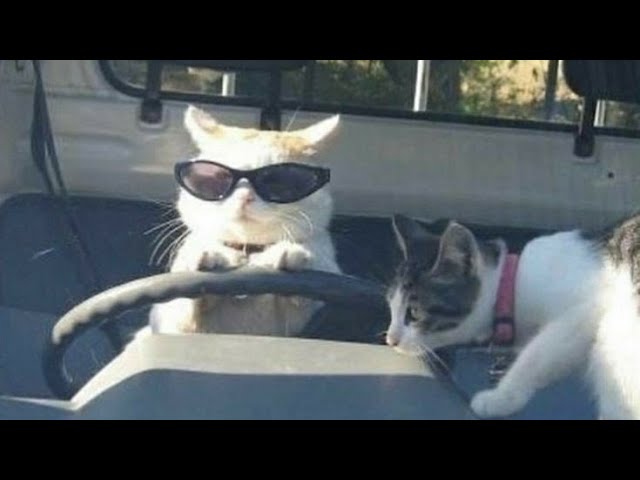 Funniest pets / Cute cats compilation 💞