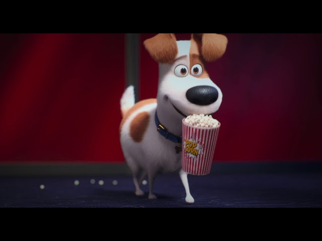 The Secret Life of Pets 2 at ODEON Cinemas