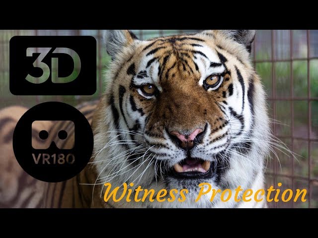 Big Cats On Witness Protection?  In 3D