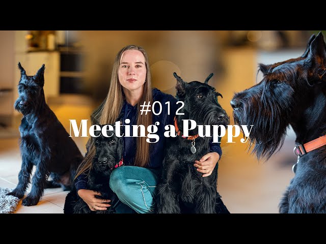 WE GOT A PUPPY | Ep. 12 | Life with Giant Schnauzers - Introducing To Our Adult Dog & First Week