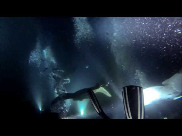 Manta Ray Night Dive | Kona, Hawaii HD