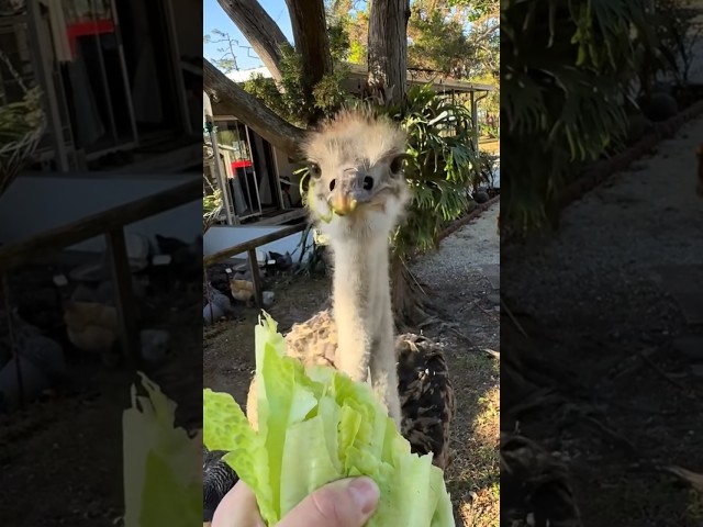 Bonzo has a new home! #animal#nature#farm#farming#Ostrich#texas#birds#bird#cute#pets#pets#shorts