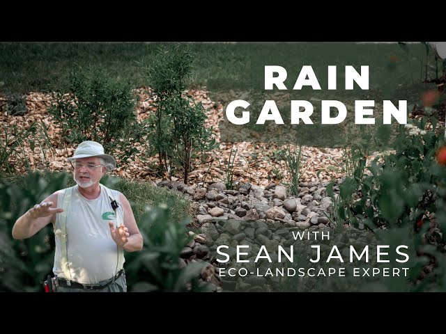 Basics of Rain Gardens with Eco-Landscaping Expert Sean James