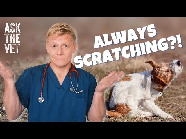 My dog's always scratching, why? | ASK THE VET with Dr Scott Miller